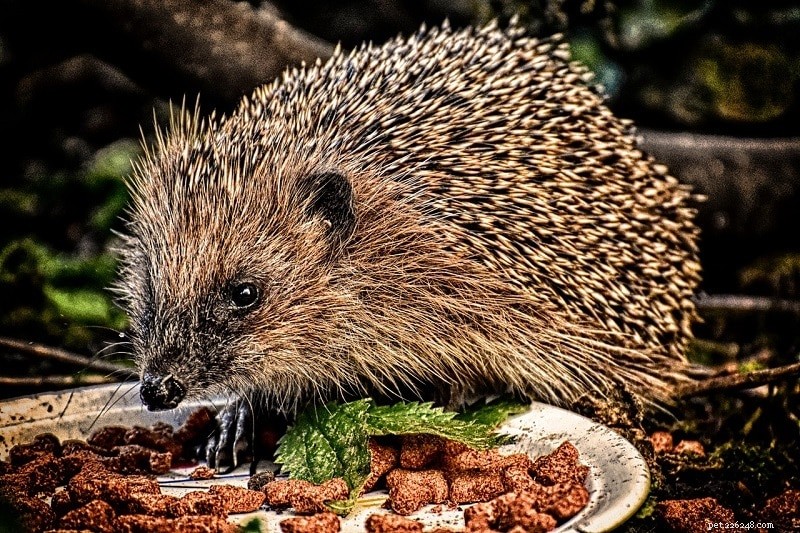 Is Celery Safe for Hedgehogs? Expert Guidance & Better Alternatives