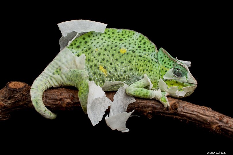 Chameleon Shedding: Frequency, Causes, and What Owners Should Know