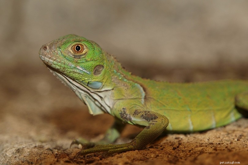 2024 Comprehensive List of Trusted Iguana Breeders in the USA, UK, Canada & Australia