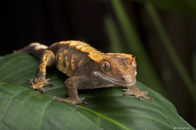 2022 Crest Gecko Breeder Directory – USA, UK, Canada & Australia – Trusted Sources