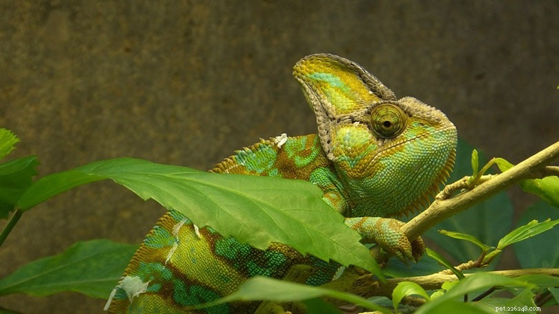 Trusted U.S. Chameleon Breeders 2022 – Find Ethical Sellers