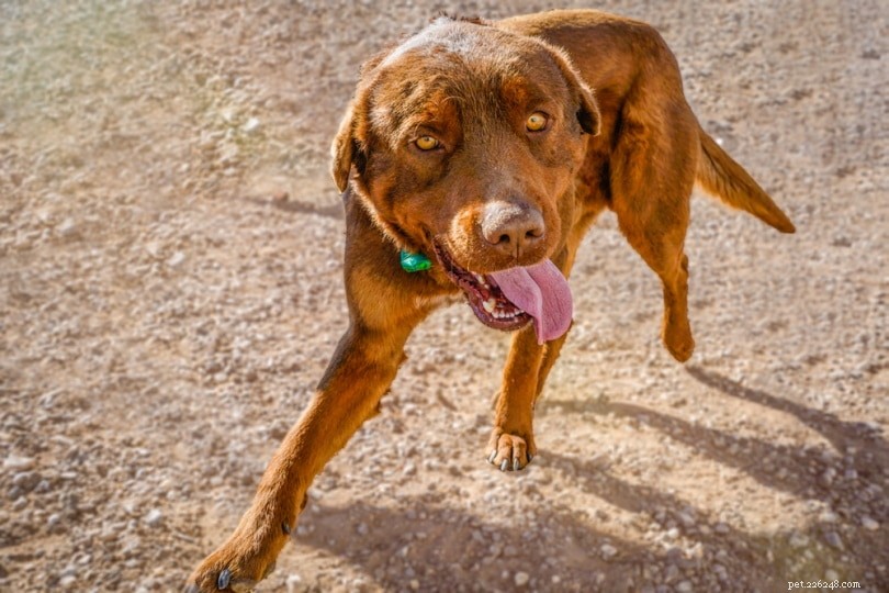 Red Rottweiler: Size, Temperament & Care Guide