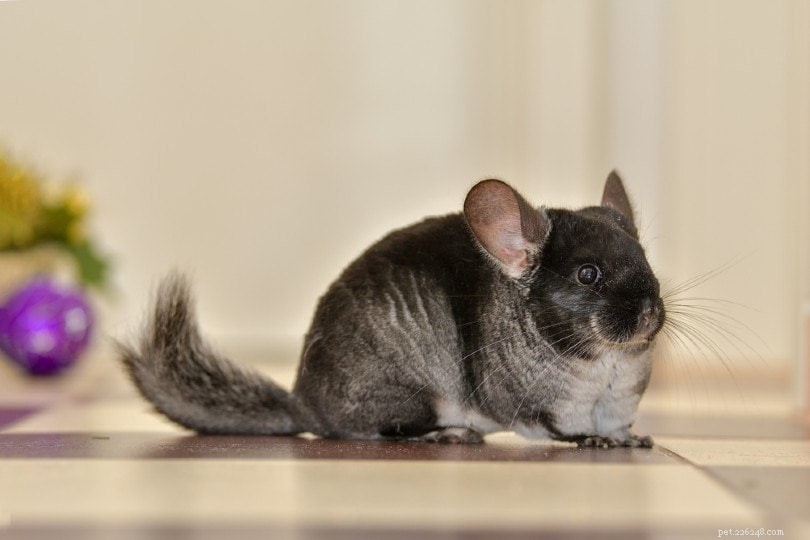 Chinchilla Temperature Tolerance: Ideal Ranges & Cold Limits