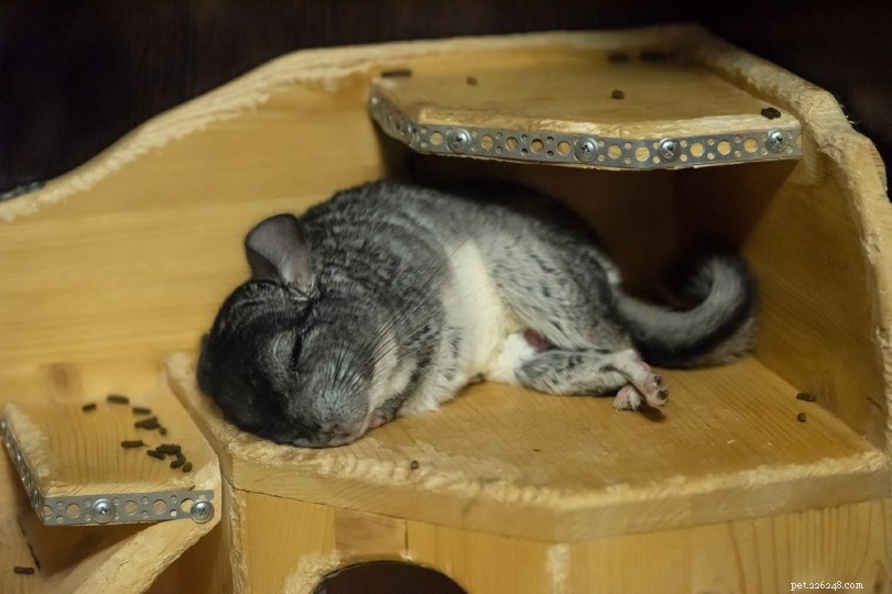Chinchilla Sleep Patterns: When They Rest and How Much Rest They Require