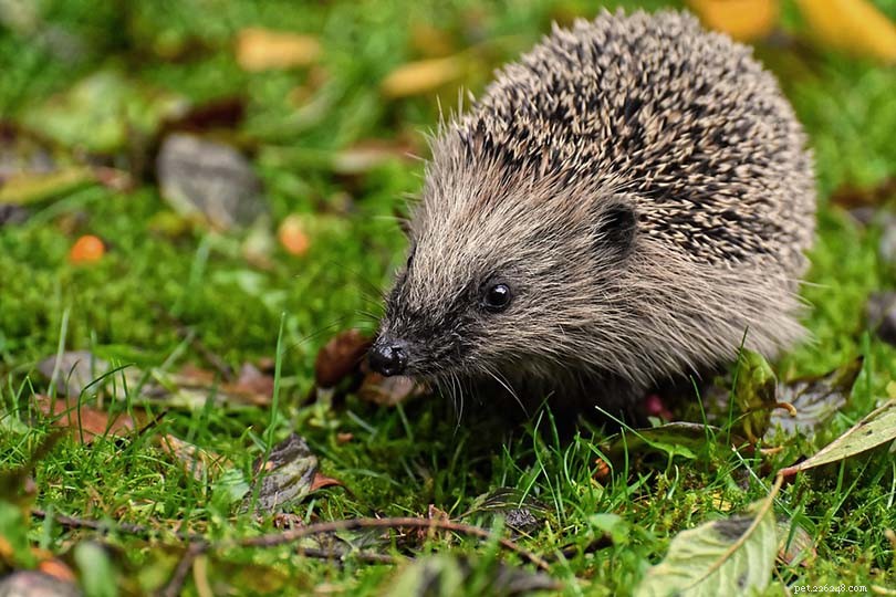 Can Hedgehogs Safely Eat Blueberries? A Quick Guide for Pet Owners