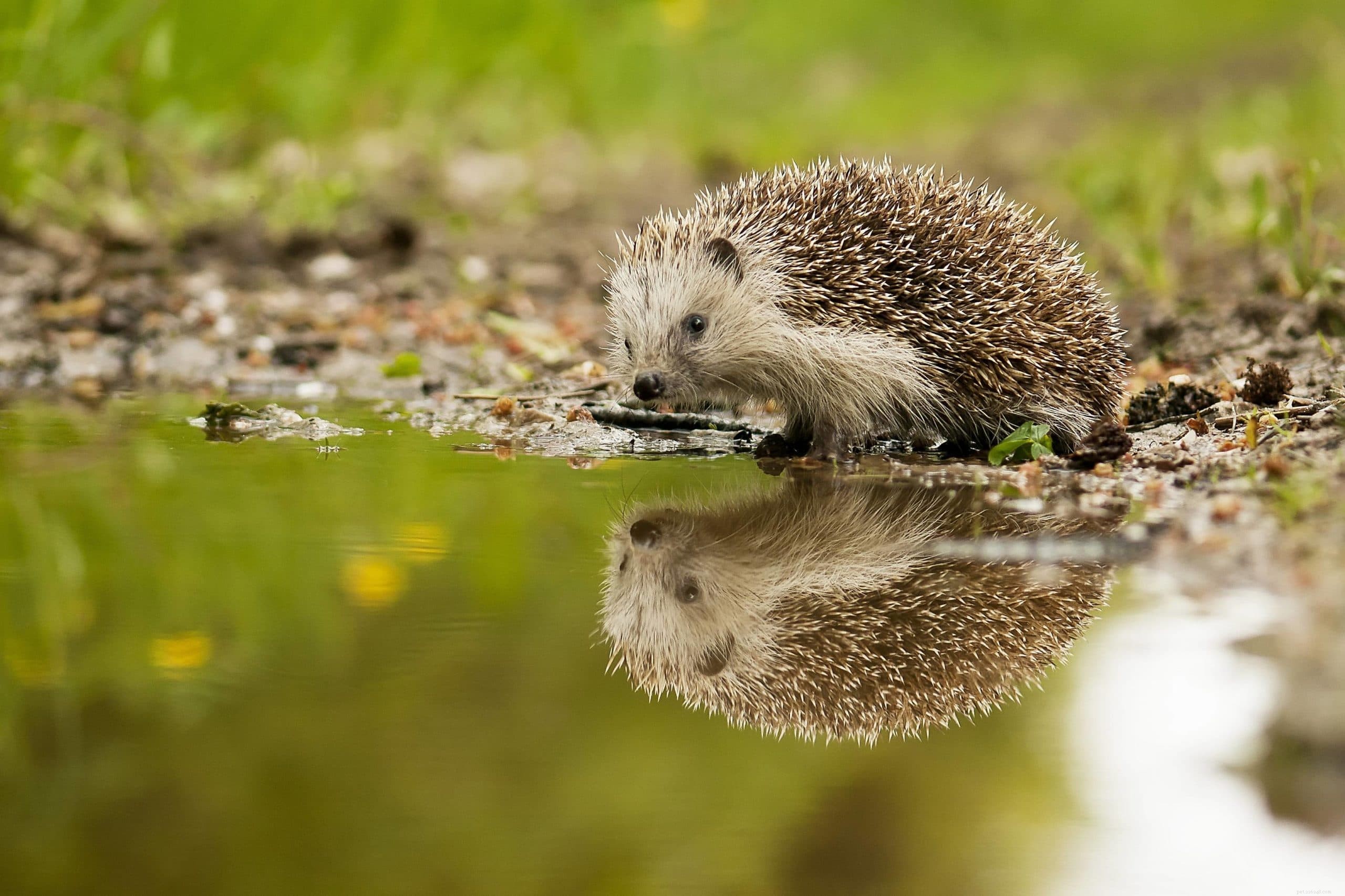 Can Hedgehogs Swim? Key Facts Every Owner Should Know