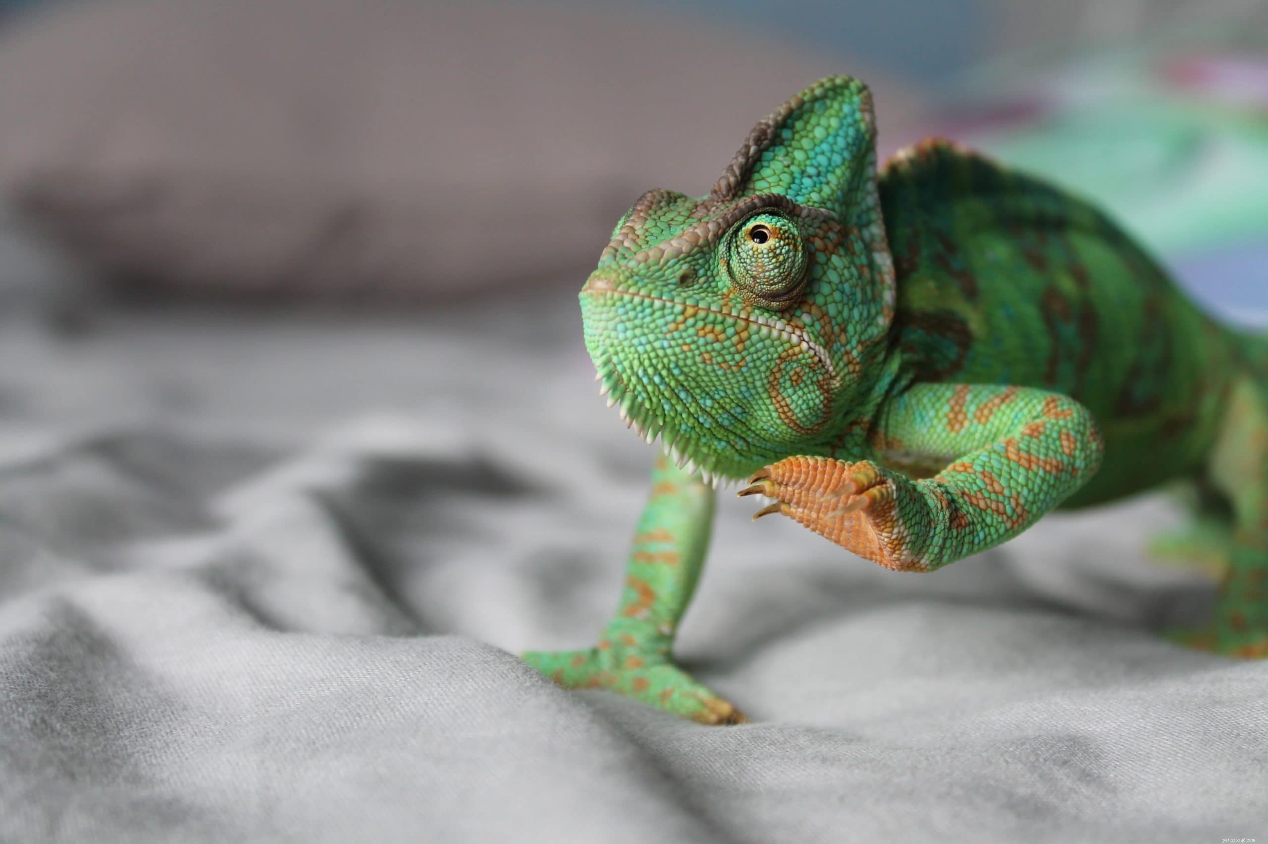 Do Chameleons Hear? Exploring Their Ear Anatomy and Hearing Capabilities