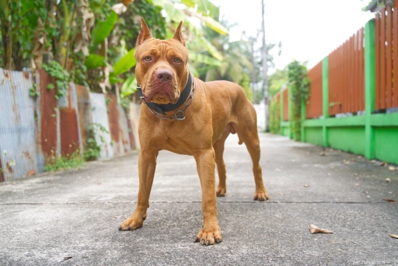 Pitbull Ear Cropping Explained: Reasons, Controversy, and Ethical Considerations
