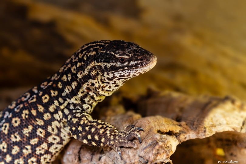 2022 Guide to Trusted Ackie Monitor Breeders in the USA – Find the Right Supplier