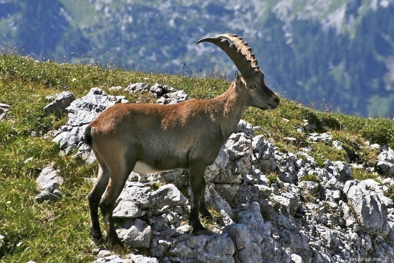 The Science Behind Fainting Goats: Why They Collapse