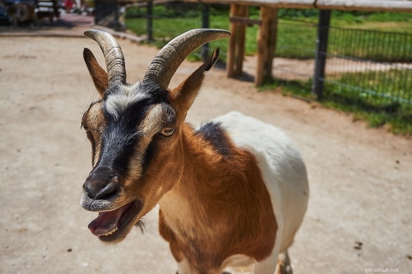 Why Do Goats Scream? 7 Proven Reasons Explained