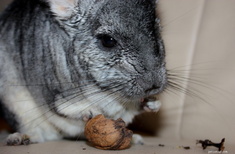 Are Peanuts Safe for Chinchillas? Expert Guide to Feeding Your Pet