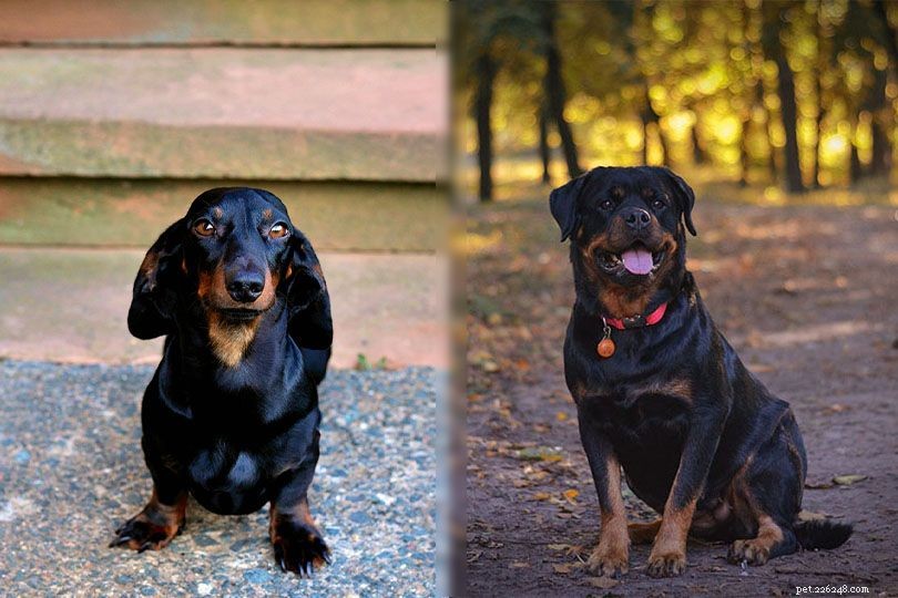 Dachsweiler (Dachshund‑Rottweiler Mix) – A Versatile, Protective Companion