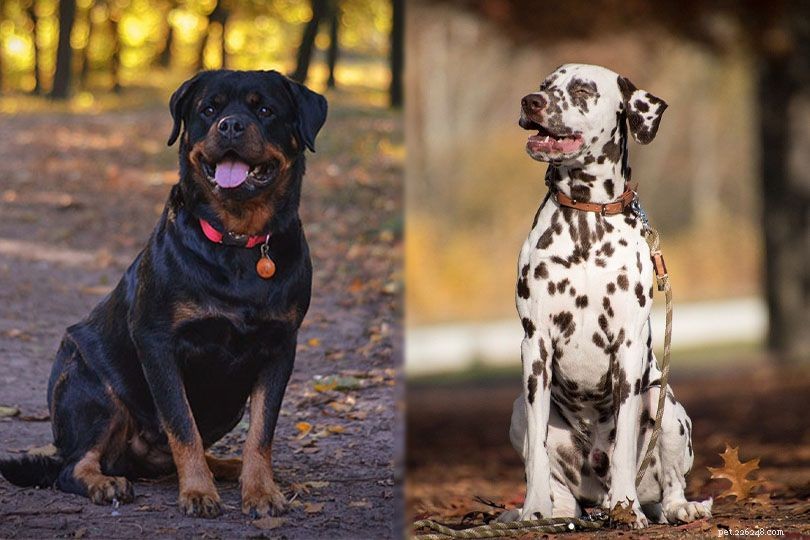 Rottmatian: A Loyal Rottweiler-Dalmatian Hybrid for Active Families