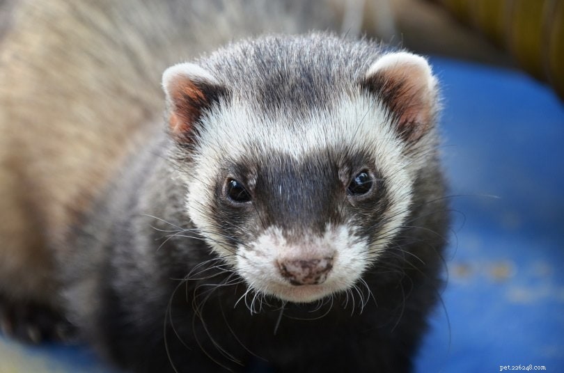 Do Ferrets Belong to the Rodent Family? Clarifying Their True Classification