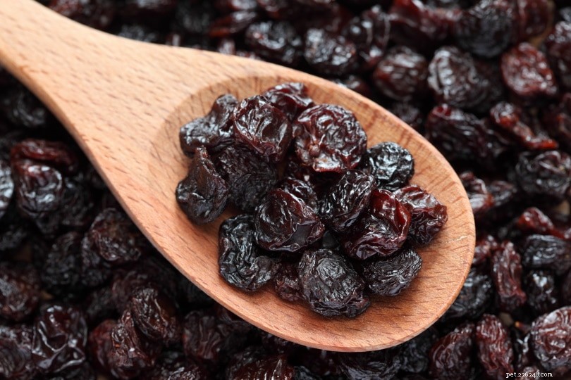 Are Raisins Safe for Chinchillas? Expert Guide to Healthy Treats