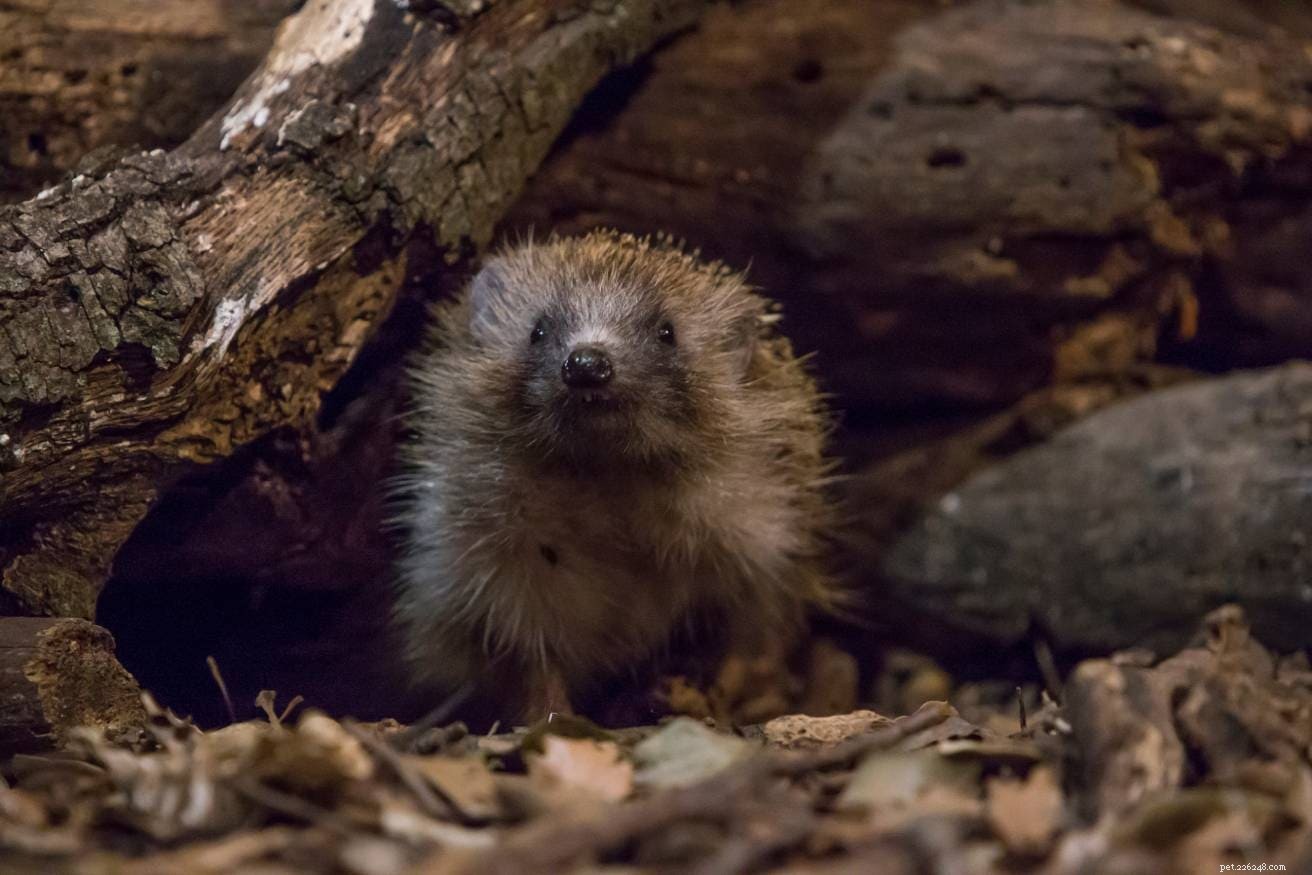 Do Hedgehogs Roam at Night? Their Vision and Nocturnal Behavior Explained