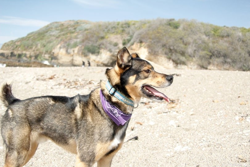 Rottweiler‑Husky Hybrid (Rottsky) – Strong, Loyal, and Outdoor‑Ready