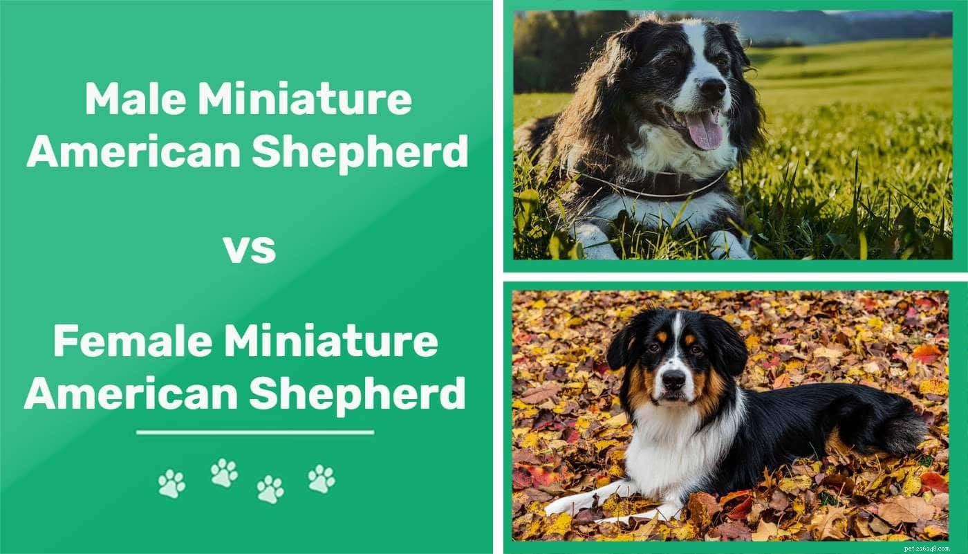 Male vs. Female Miniature American Shepherds: Understanding Key Differences