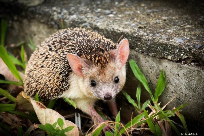 Can Hedgehogs Climb? Expert Insights & Surprising Facts