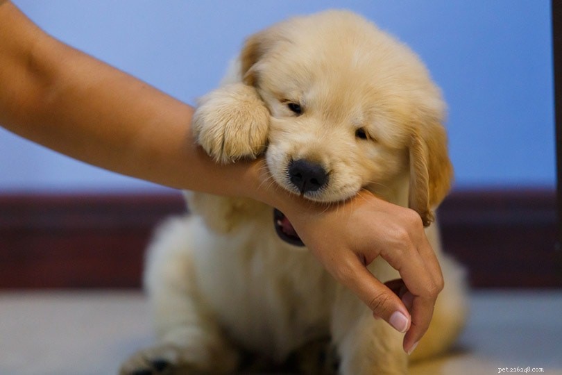 Golden Retriever Bite Strength: 190 PSI – What You Need to Know