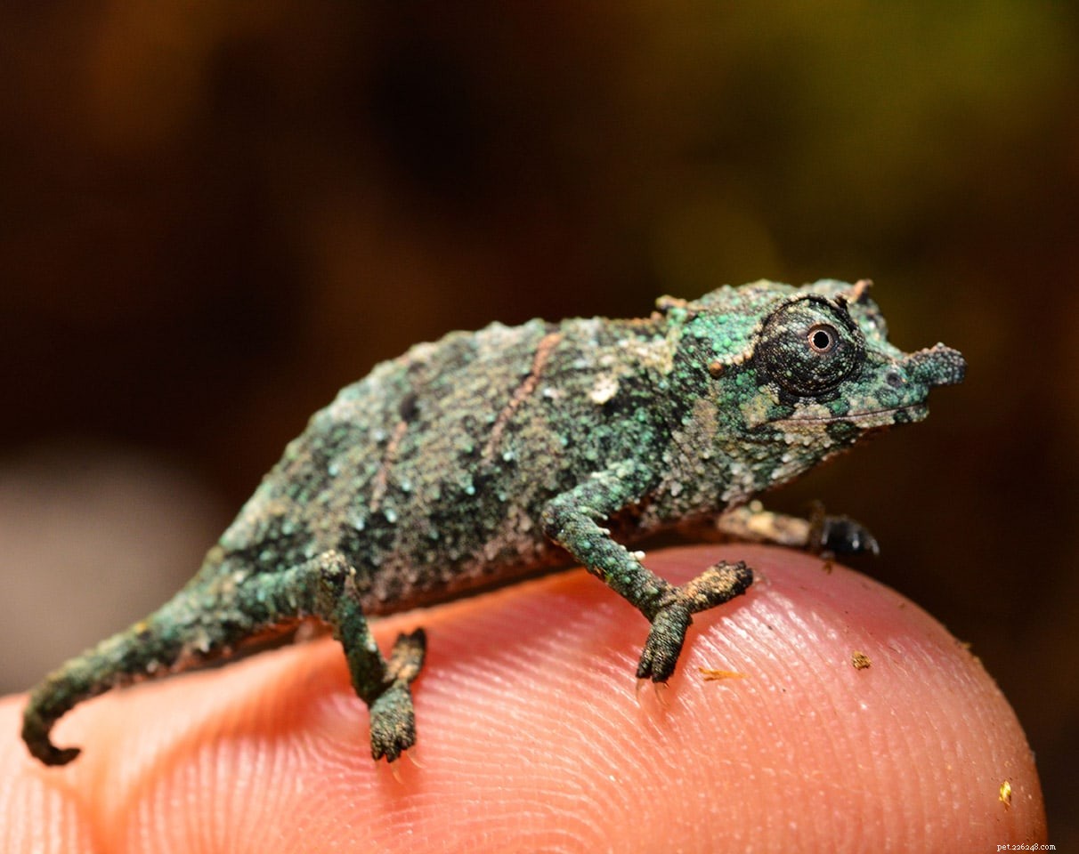 Trusted Pygmy Chameleon Breeders in the USA – 2022 List & Expert Tips