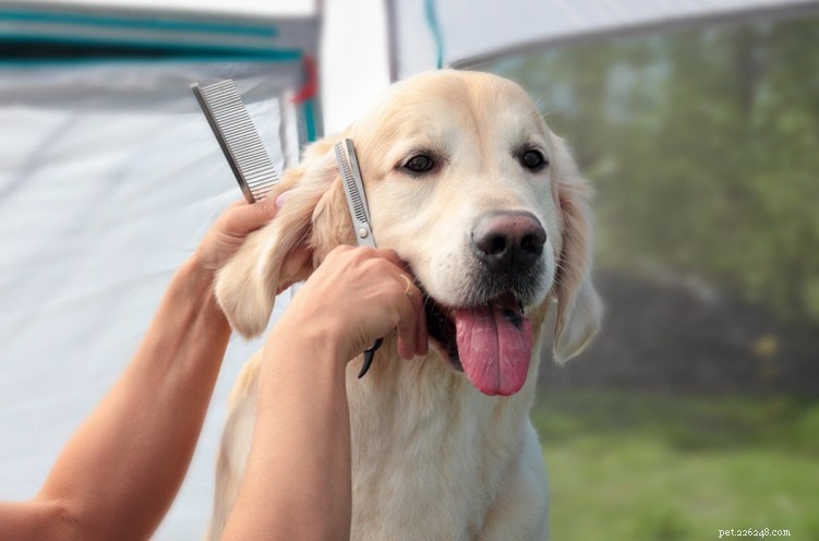 Essential Grooming Guide for Golden Retrievers: Frequency & Tips