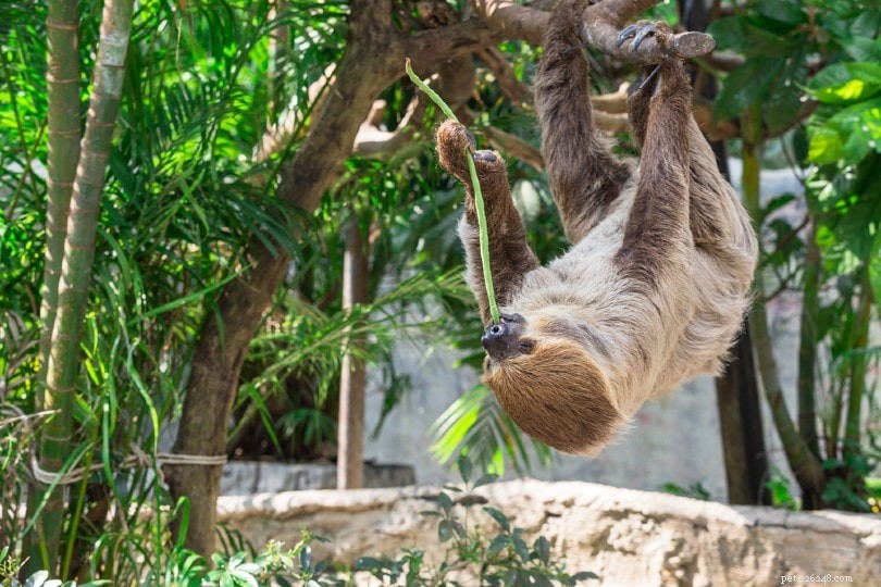 What Do Sloths Eat? A Complete Guide to Their Diet & Habits