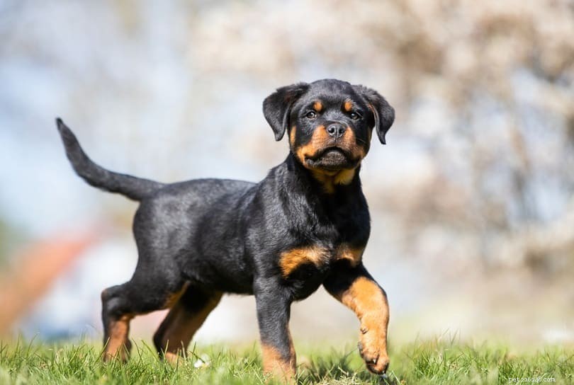 Is Tail Docking for Rottweilers Necessary? Legal, Ethical, and Behavioral Insights