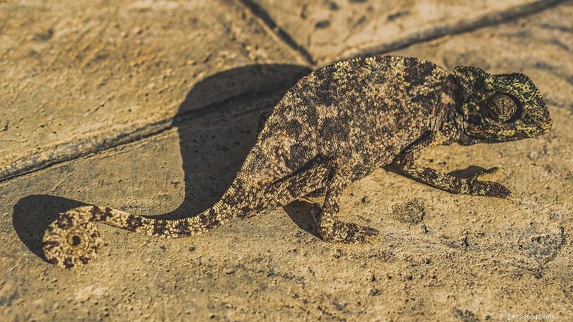 How Chameleons Change Color – The Science & Purpose Explained