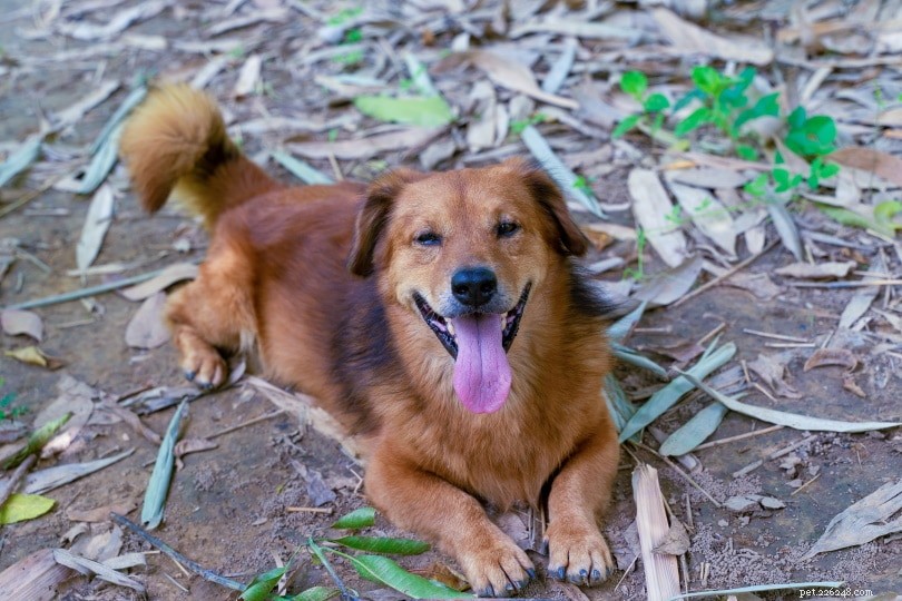 Corgi‑Golden Retriever Mix: Friendly, Energetic, and Perfect for Families