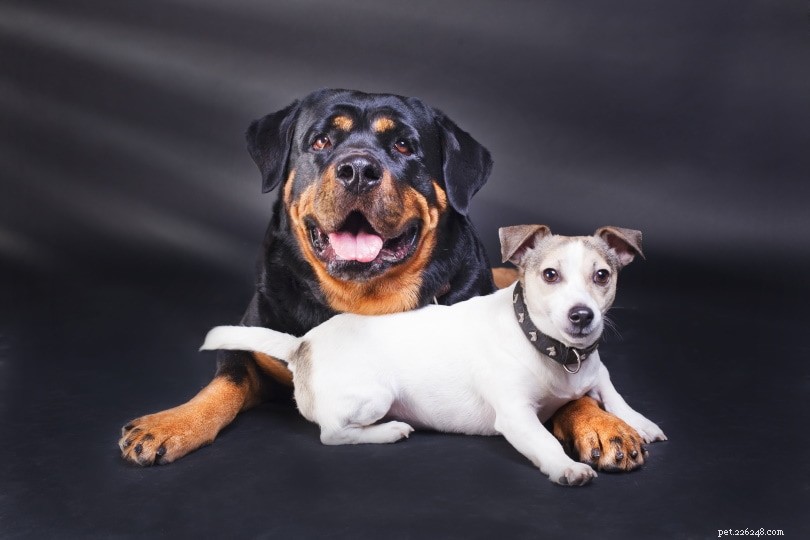 Jackweiler: Powerful Jack Russell‑Rottweiler Mix – Traits, Size, and Care Guide