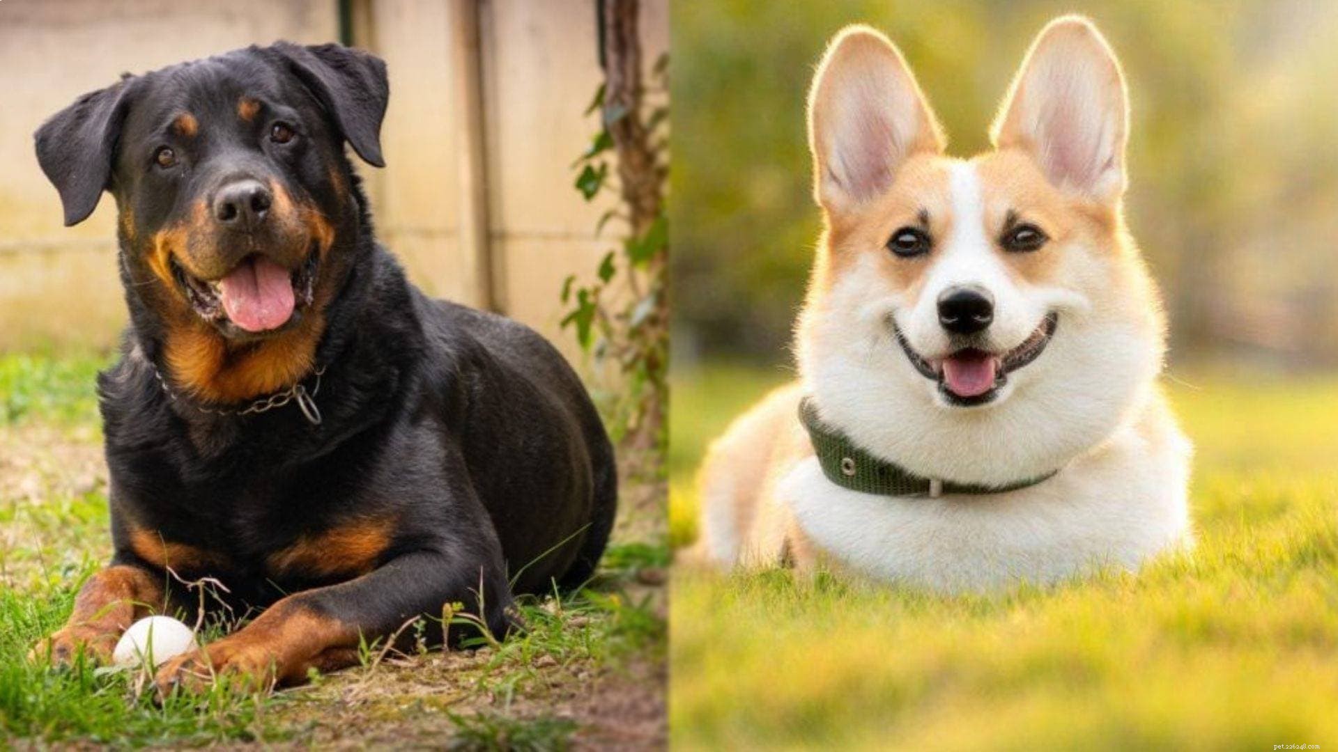 Rottweiler‑Corgi Mix: Energetic & Loving Companion for Active Families