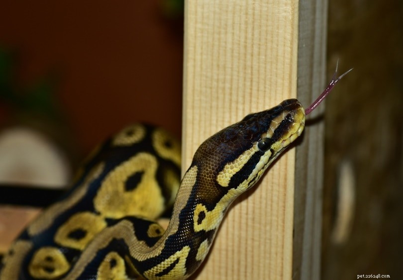 Origin, Natural Habitat, and Wild Behavior of the Ball Python (Royal Python)