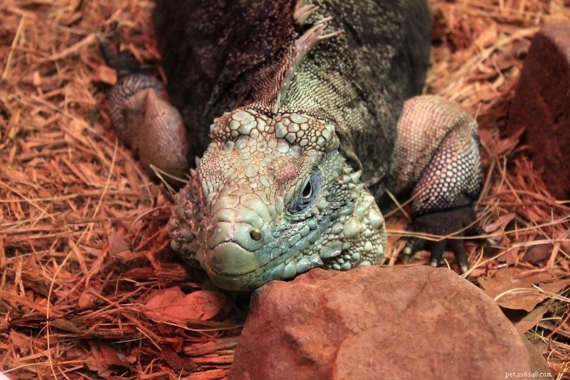Discover Where Green Iguanas Thrive: Natural Habitats and Social Behavior