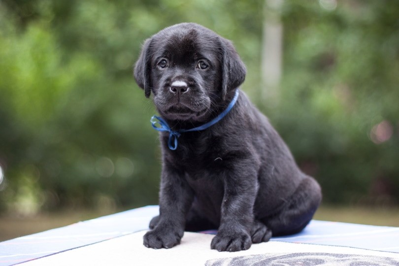 2022 List of Trusted Labrador Retriever Breeders in Arizona – Find the Right Puppy