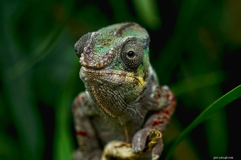Do Pet Chameleons Emit Odors? What You Need to Know