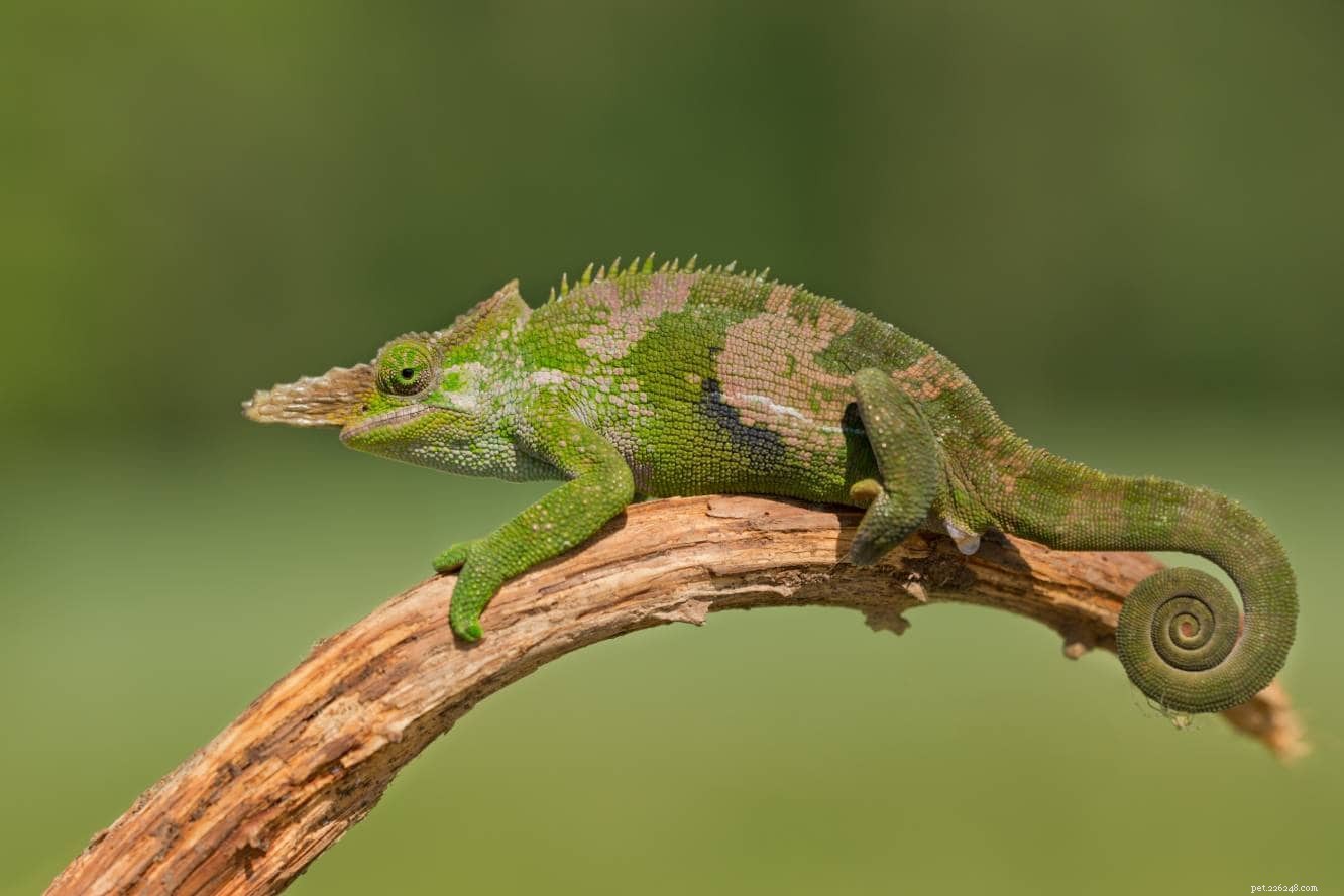Discover the Diverse Habitats of Chameleons: From Rainforests to Deserts
