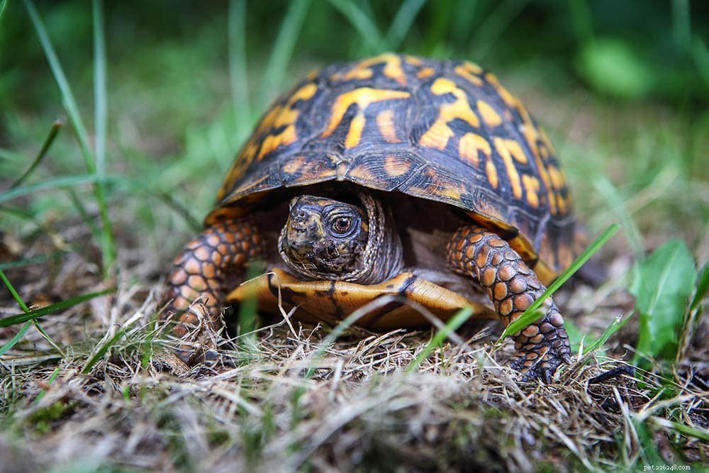 2024 USA Eastern Box Turtle Breeders – Trusted Sources & Buying Guide