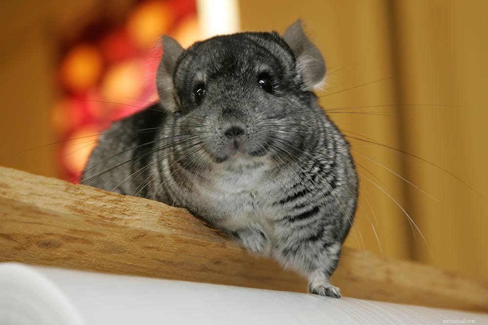 The Intelligence of Chinchillas: What Every Owner Should Know