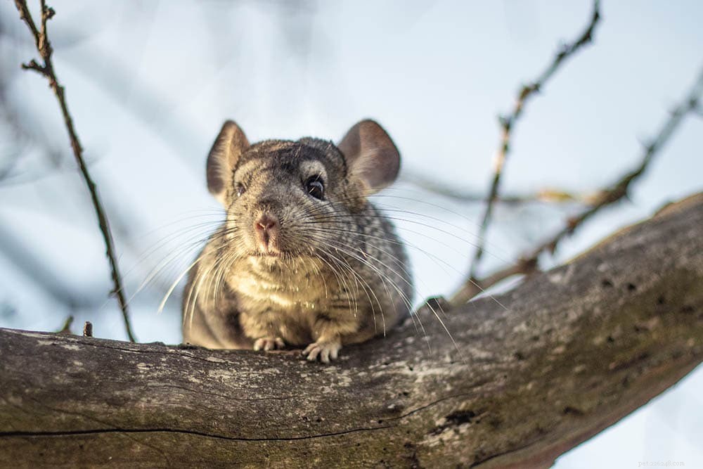 Chinchillas: Endangered Status, Conservation Efforts, and What Pet Owners Should Know