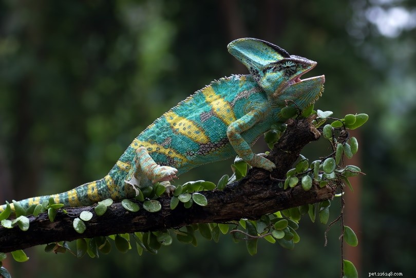 Why Do Chameleons Yawn? Understanding Their Mouth-Open Behavior