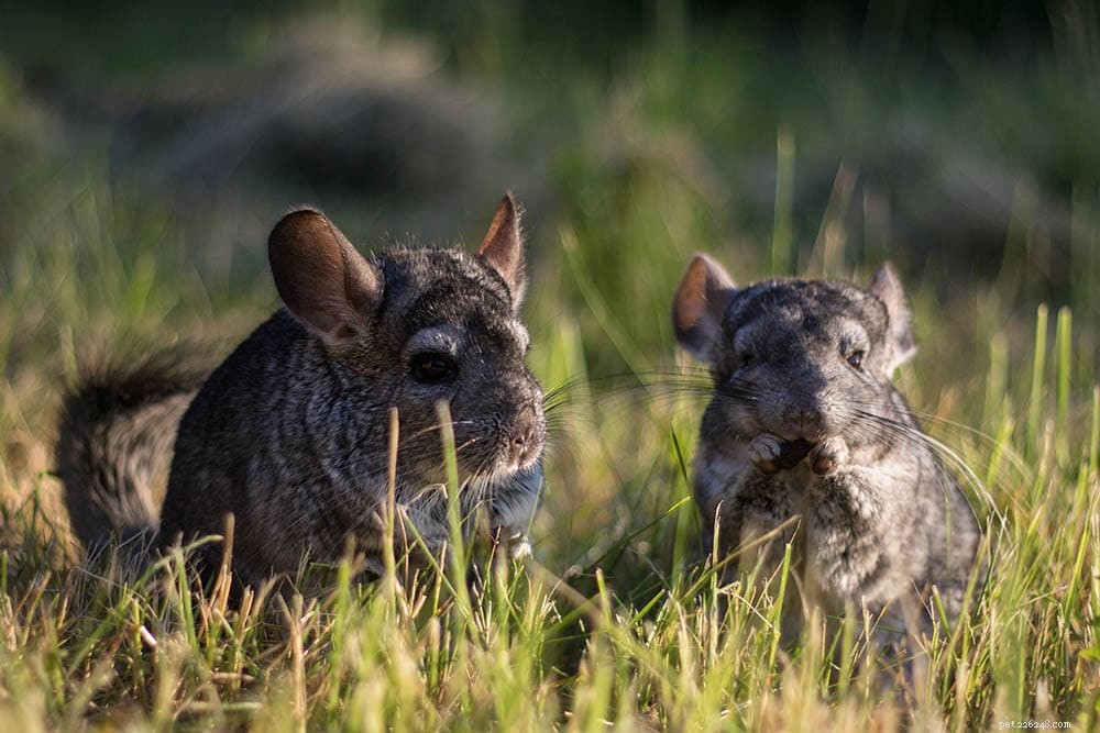 Chinchilla Grooming 101: How Wild Chinchillas Keep Clean