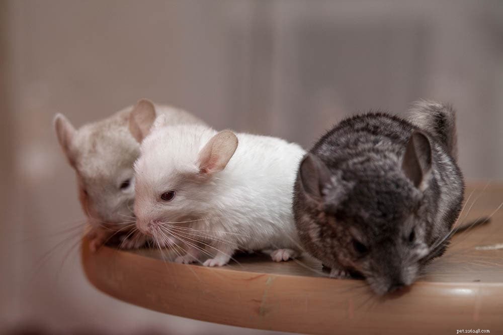 2022 USA, UK & Canada Chinchilla Breeders: Find Trusted, Ethical Sources