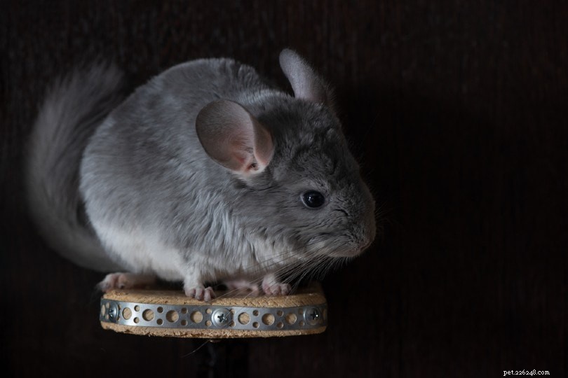 Chinchillas at Night: Their Nocturnal Nature and Vision Explained