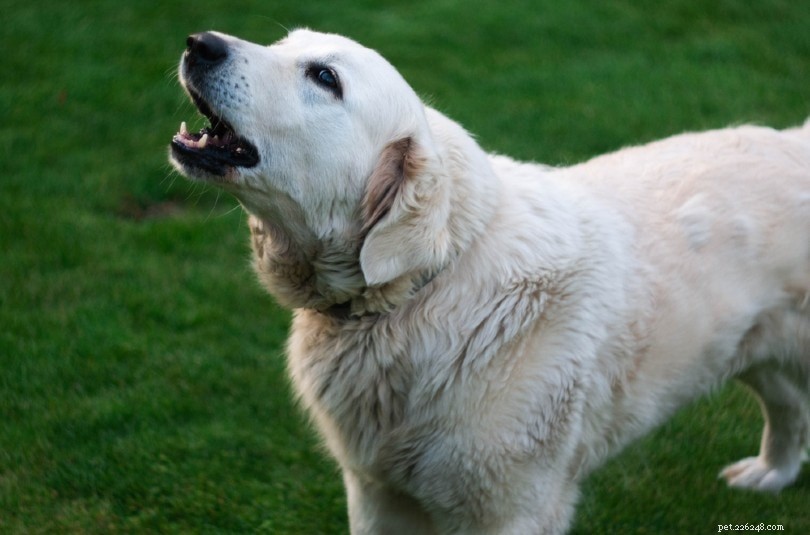 Golden Retrievers and Barking: What to Expect