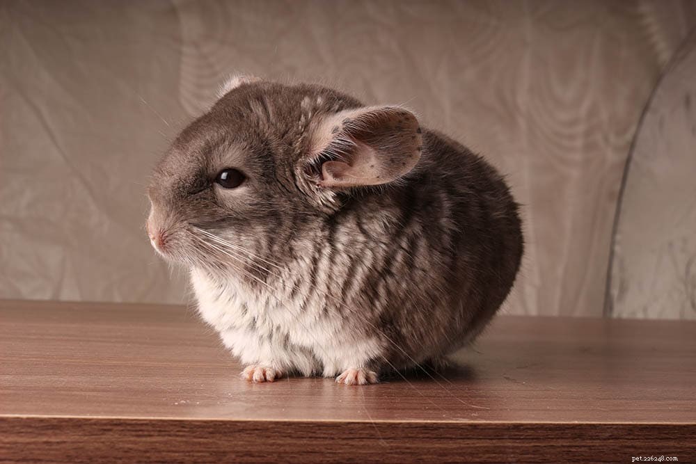 Discover If Chinchillas Make Friendly Companions