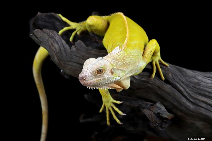 Do Iguanas Change Color? Exploring Natural Skin Color Shifts