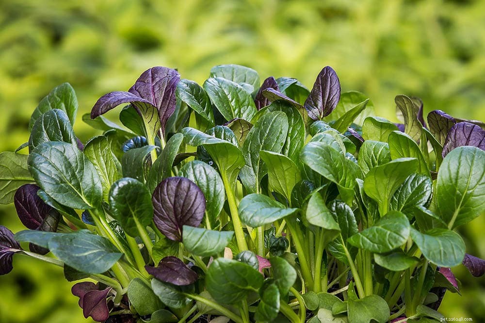 Iguana Diet Guide: Safe Spinach Feeding & Tips