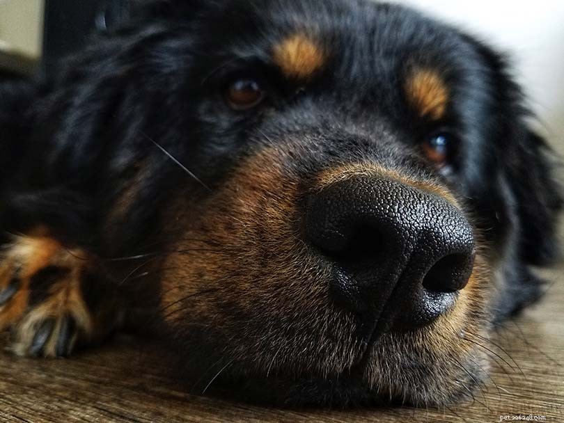 Long-Haired Rottweiler: Gentle, Protective Companion for Families